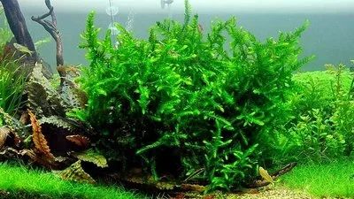 Лот: 16174897. Фото: 1. Мох Виллоу (Ключевой; Willow Moss... Водные растения
