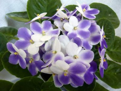 Лот: 2105395. Фото: 1. Фиалка Валеска Блу - лист. Горшечные растения и комнатные цветы