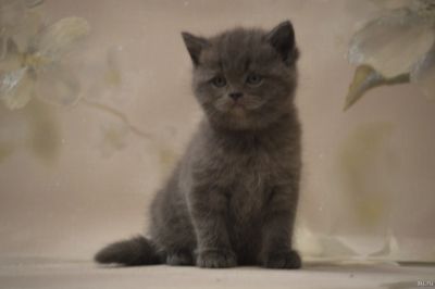 Лот: 13032227. Фото: 1. Британский котенок (котик). Кошки, котята