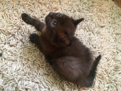 Лот: 8418914. Фото: 1. Домашний котёнок. Кошки, котята