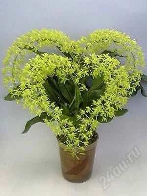 Лот: 2423515. Фото: 1. Орхидея Grammatophyllum Green... Горшечные растения и комнатные цветы