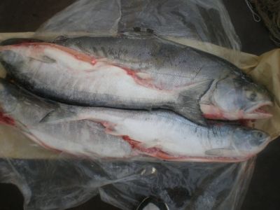 Лот: 6228323. Фото: 1. Кета с/м. Икра, рыба, морепродукты