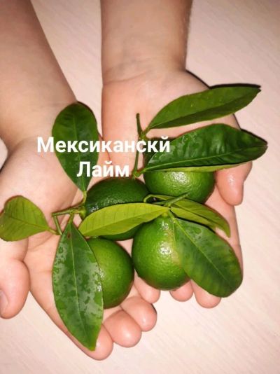Лот: 11965934. Фото: 1. Лайм мексиканский. Горшечные растения и комнатные цветы