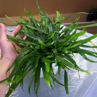 Лот: 6525086. Фото: 1. Папоротник узколистный (Microsorum... Водные растения