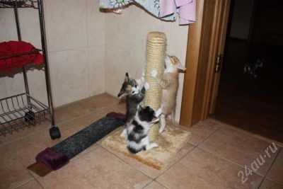 Лот: 688852. Фото: 1. Раздаю котят!. Разное