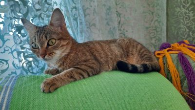 Лот: 16286890. Фото: 1. Кошечка Анфиса. Кошки, котята