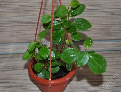 Лот: 390287. Фото: 1. Пеперомия головатая - Peperomia... Горшечные растения и комнатные цветы