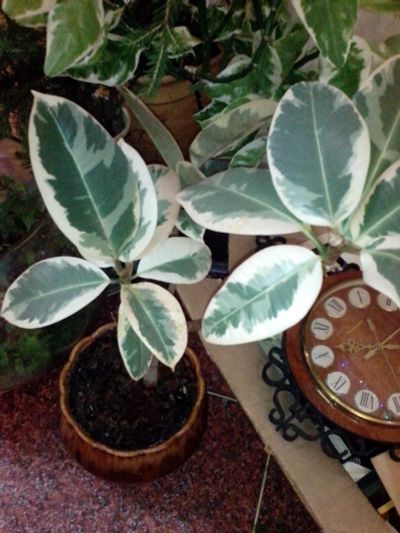 Лот: 19709910. Фото: 1. Фикус каучуконосный-Ficus elastica... Горшечные растения и комнатные цветы