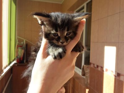 Лот: 5886630. Фото: 1. Котенок Мейн-Кун кошка черный... Кошки, котята