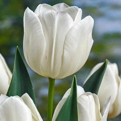 Лот: 12017424. Фото: 1. Тюльпан Антарктика. Садовые цветы