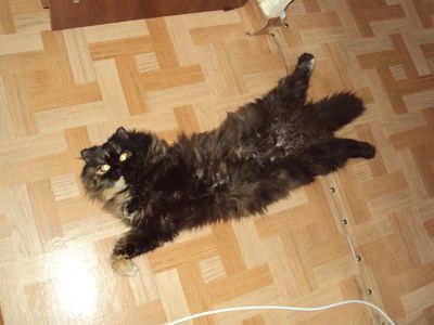 Лот: 3656233. Фото: 1. Отдам кошечку хозяевам с домом... Кошки, котята