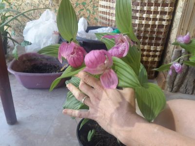 Лот: 13293434. Фото: 1. Орхидея венерен башмачок. Подарки на 8 марта