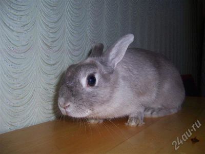 Лот: 394177. Фото: 1. Кролик декоративный + клетка. Остальные животные