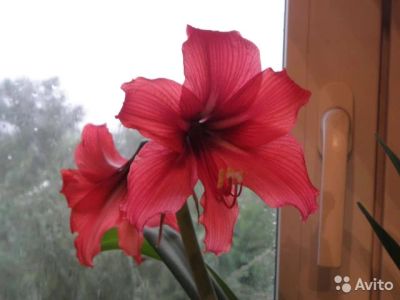 Лот: 4691674. Фото: 1. Гиппеаструм. Горшечные растения и комнатные цветы