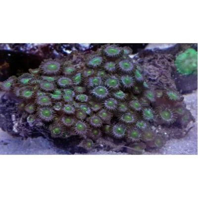 Лот: 10355249. Фото: 1. Зоантусы Pack Green. Моллюски, ракообразные, кораллы