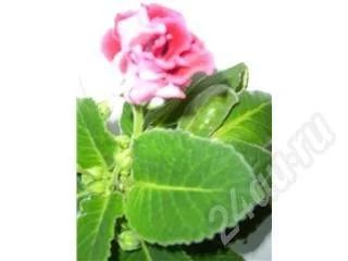 Лот: 325594. Фото: 1. Глоксиния. Горшечные растения и комнатные цветы