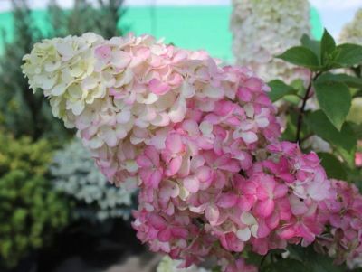 Лот: 17324779. Фото: 1. Гортензия Фрайз Мельба. Садовые цветы