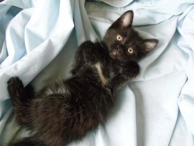 Лот: 9947611. Фото: 1. Черный котенок телец принесет... Кошки, котята
