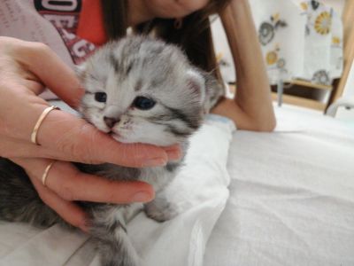 Лот: 14939141. Фото: 1. Кошка. Кошки, котята