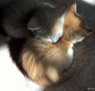 Лот: 13754248. Фото: 1. Рыжие котята. 7 недель. Самостоятельные... Кошки, котята