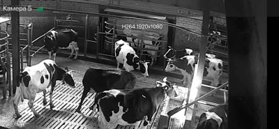 Лот: 25407225. Фото: 1. Оператор машинного доения (доярка... Работа, вакансии