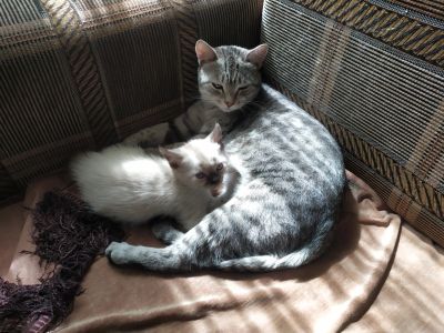 Лот: 20306229. Фото: 1. Котёнок. Кошки, котята