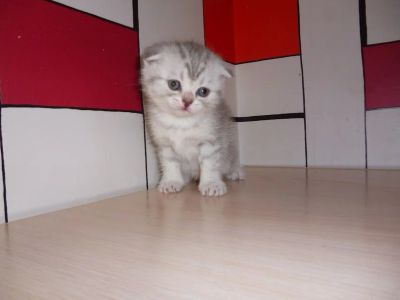 Лот: 3896423. Фото: 1. Шотландские котята, осталась одна... Кошки, котята