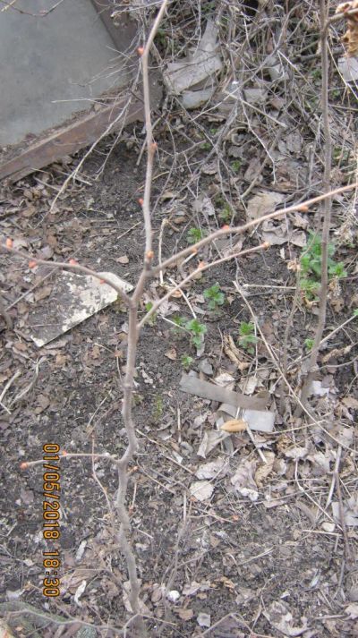 Лот: 11443628. Фото: 1. лещина орешник. Фрукты и орехи