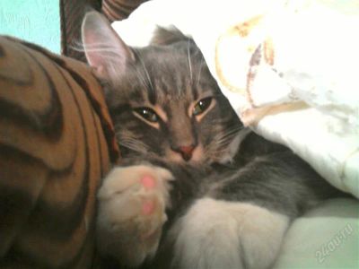 Лот: 984061. Фото: 1. отдам кота !. Кошки, котята