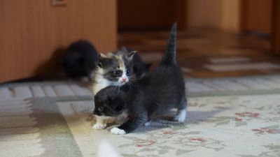 Лот: 14674126. Фото: 1. Котята. Кошки, котята