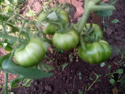 Лот: 15389790. Фото: 1. Набор семян редких сортов томатов... Овощи