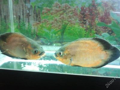 Лот: 2640843. Фото: 1. Рыба Оскар (Astronotus Ocellatus... Рыбки