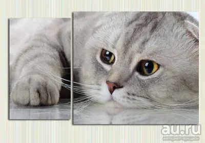 Лот: 9434444. Фото: 1. Модульная картина «Котик после... Холсты чистые