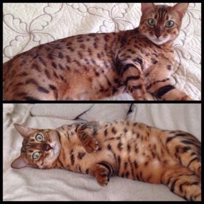 Лот: 6964202. Фото: 1. Бенгальская чистокровная кошка... Кошки, котята