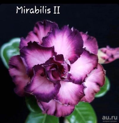 Лот: 18166987. Фото: 1. Адениум Mirabilis2. Горшечные растения и комнатные цветы
