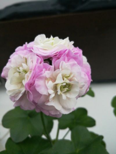Лот: 13916861. Фото: 1. PAC Viva Carolina. Горшечные растения и комнатные цветы