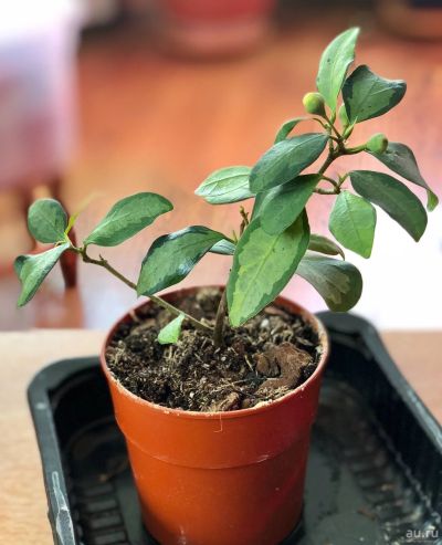 Лот: 13317265. Фото: 1. Фикус (Ficus diversifolia variegata... Горшечные растения и комнатные цветы