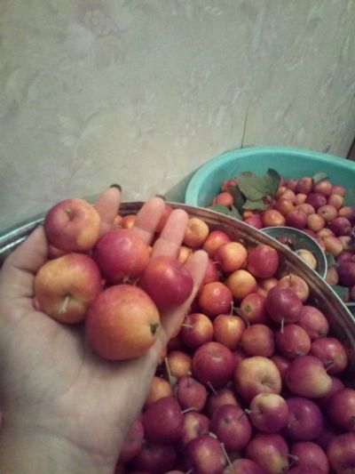 Лот: 14704854. Фото: 1. Ранетка вкусная. Овощи, фрукты, зелень