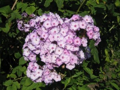 Лот: 8081935. Фото: 1. Флокс сорт Гроза, деленка в две... Садовые цветы