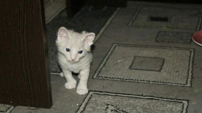 Лот: 7428860. Фото: 1. Сфинкс котята. Кошки, котята