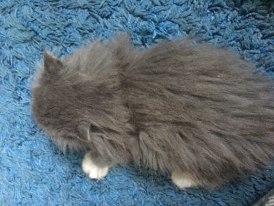 Лот: 13045931. Фото: 1. Отдам котёнка в добрые руки срочно. Кошки, котята