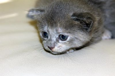Лот: 3115504. Фото: 1. Котята в добрые руки - осталось... Кошки, котята