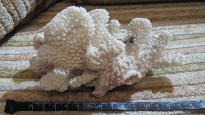 Лот: 10877723. Фото: 1. коралл белый. Моллюски, ракообразные, кораллы