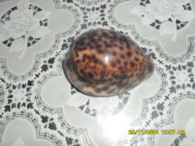 Лот: 24674230. Фото: 1. ракушка. Грунты, украшения, наполнения