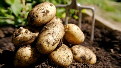 Лот: 6698070. Фото: 1. Деревенский картофель из с. Устюг... Картофель