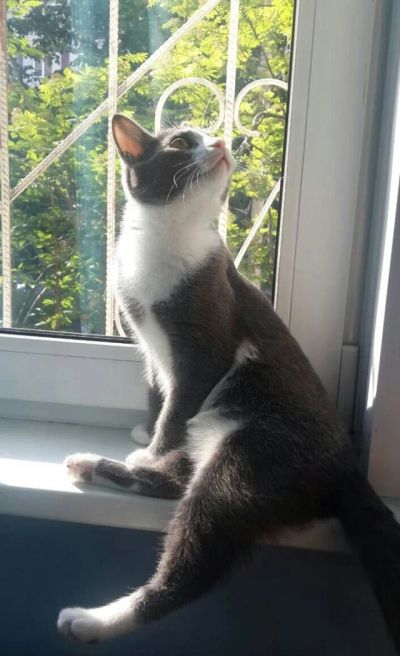 Лот: 9485072. Фото: 1. Отдам кошку. Срочно!. Кошки, котята