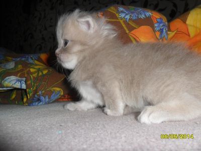 Лот: 4027092. Фото: 1. Шотландские котята. Кошки, котята