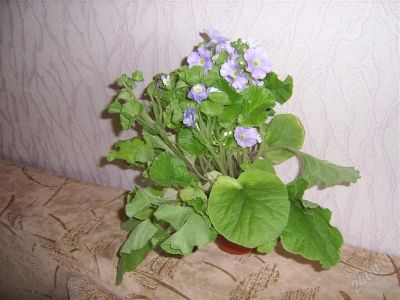 Лот: 931232. Фото: 1. примула обконика. Горшечные растения и комнатные цветы