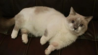 Лот: 3579320. Фото: 1. Бронь до 10 января!Отдам бесплатно... Кошки, котята