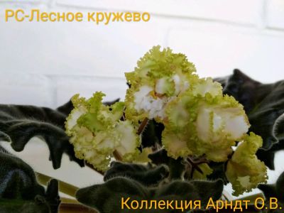 Лот: 11456768. Фото: 1. Фиалка РС-Лесное кружево, лист. Горшечные растения и комнатные цветы